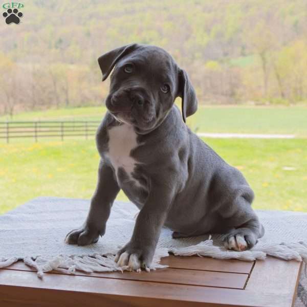 Kingston, Cane Corso Puppy